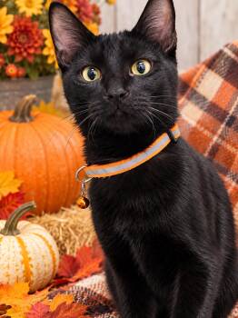Midnight -  American Shorthair Cat for Adoption in Liverpool, Texas - Midnight | PetCurious