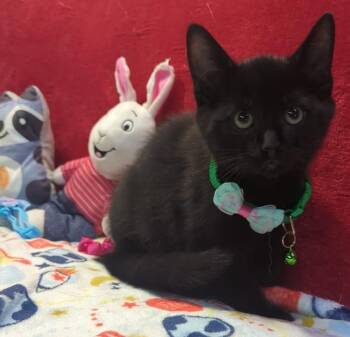 ACE - super sweet black kitten (222271142) -  Domestic Short Hair Cat for Adoption in Houston, Texas - ACE - Super Sweet Black Kitten (222271142) | PetCurious