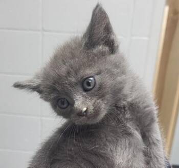 Kc4d Loki -  Domestic Short Hair Cat for Adoption in Lawrenceville, Georgia - Kc4d Loki | PetCurious