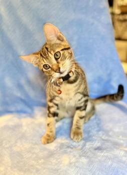 Surge -  Domestic Short Hair and Tabby Cat Available for Adoption in Frisco, Texas - Surge | PetCurious
