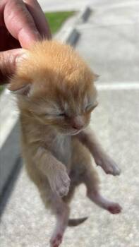 A661642 -  Domestic Short Hair Cat for Adoption in Houston, Texas - A661642 | PetCurious