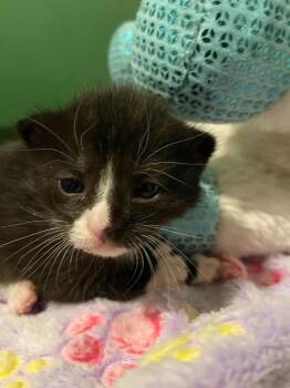 Domestic Short Hair Cats Available for Adoption in Leonardtown, Maryland - Captain | PetCurious