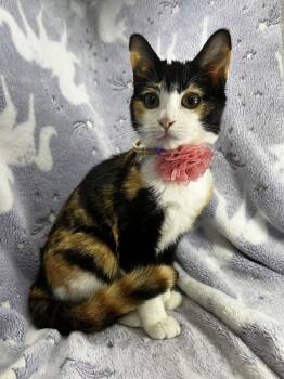 Calico Cats Available for Adoption - Halo | PetCurious