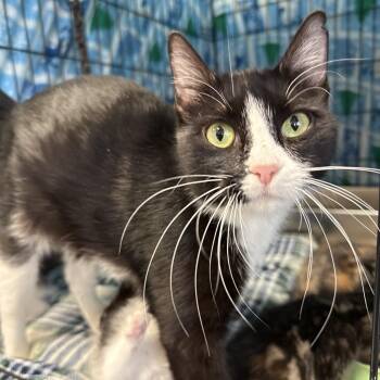 Domestic Short Hair Cats Available for Adoption - Mom | PetCurious