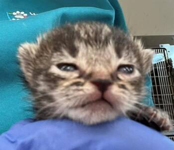 Domestic Short Hair Cats Available for Adoption in Houston, Texas - A654905 | PetCurious