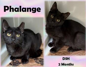Rescue Domestic Short Hair Cats for Adoption in Franklin, Indiana - Phalange | PetCurious