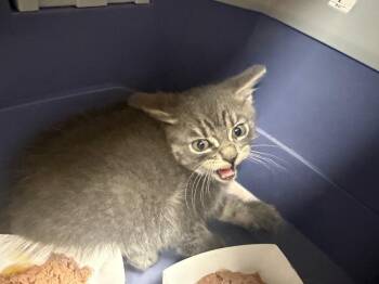 Raul -  Domestic Short Hair Cat for Adoption in Pomona, New York - Raul | PetCurious