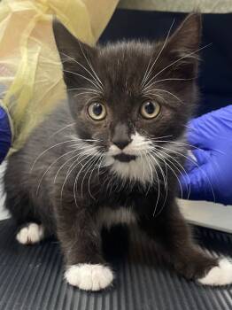 Rescue Domestic Short Hair Cats for Adoption in Hartsville, South Carolina - Armani | PetCurious