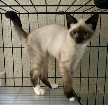 Pitching Wedge -  Domestic Short Hair and Siamese Cat for Adoption in Alafaya, Florida - Pitching Wedge | PetCurious