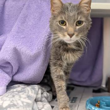 Oliver -  Domestic Short Hair Cat for Adoption in Pittsburgh, Pennsylvania - Oliver | PetCurious
