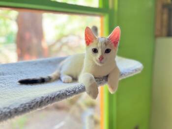 Rescue Domestic Short Hair Cats for Adoption in Pittsboro, North Carolina - Hermione 2 | PetCurious
