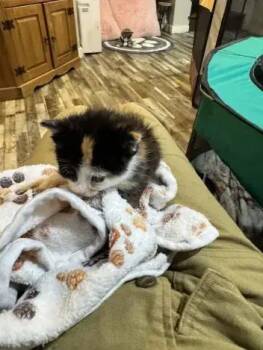 SugarPlum -  Domestic Short Hair Cat for Adoption in Wyoming, Michigan - SugarPlum | PetCurious
