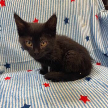 Ivy -  Domestic Short Hair Cat Available for Adoption in Kittanning, Pennsylvania - Ivy | PetCurious
