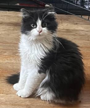 Domestic Short Hair Cats Available for Adoption in Bellmawr, New Jersey - Domino | PetCurious