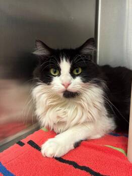 Domestic Long Hair Cats Available for Adoption - Hera | PetCurious