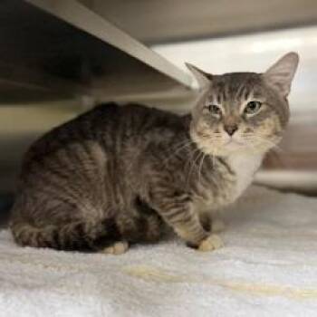 Cat 10/20/2026 -  Domestic Short Hair Cat for Adoption in Bullhead City, Arizona - Cat 10/20/2026 | PetCurious