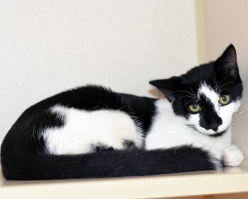 PLANKTON -  Domestic Short Hair Cat for Adoption in San Clemente, California - PLANKTON | PetCurious