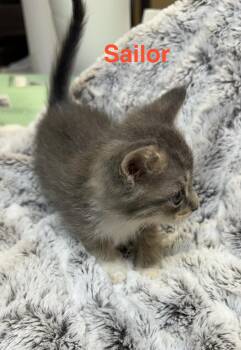Sailor -  Domestic Medium Hair Cat for Adoption in Shrewsbury, Massachusetts - Sailor | PetCurious