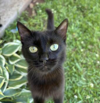 Spring Roll 2026-249 -  Burmese and Domestic Medium Hair Cat for Adoption in Winder, Georgia - Spring Roll 2026-249 | PetCurious