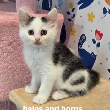 Halos & Horns -  Domestic Medium Hair Cat for Adoption in Fredericksburg, Virginia - Halos & Horns | PetCurious