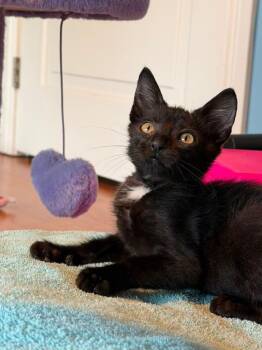 Beartooth -  Domestic Short Hair Cat for Adoption in Sunrise, Florida - Beartooth | PetCurious