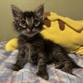 FERB -  Domestic Short Hair Cat for Adoption in San Antonio, Texas - FERB | PetCurious