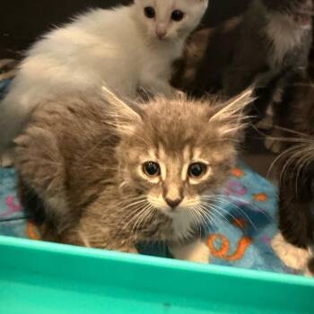 Domestic Long Hair Cats Available for Adoption in Missouri City, Texas - Martin | PetCurious