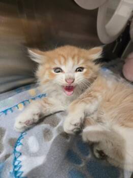 2026-05-148*Ford* -  Domestic Short Hair Cat for Adoption in Winder, Georgia - 2026-05-148*Ford* | PetCurious