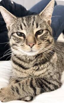 Domestic Short Hair Cats Available for Adoption - Taco | PetCurious