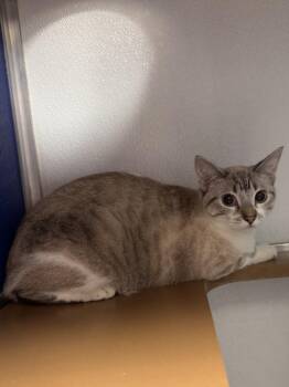 A137986 -  Siamese Cat for Adoption in Burbank, California - A137986 | PetCurious