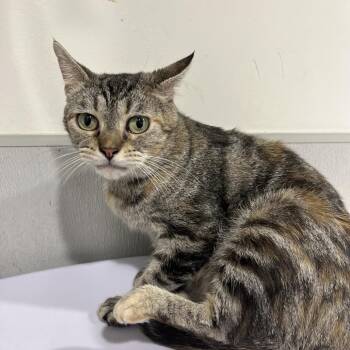 Sienna -  Domestic Short Hair Cat for Adoption in Tampa, Florida - Sienna | PetCurious
