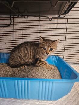 Rex -  Domestic Short Hair Cat for Adoption in Johnson City, Tennessee - Rex | PetCurious