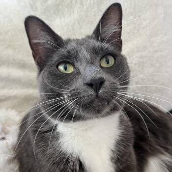 Rescue Domestic Short Hair and Russian Blue Cats for Adoption in Los Angeles, California - Matilda | PetCurious