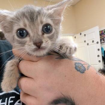 Soba -  Domestic Short Hair Cat for Adoption in Titusville, Florida - Soba | PetCurious