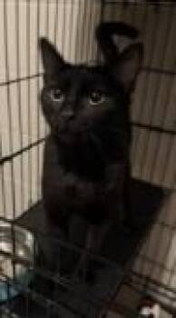 FIGGY -  Domestic Short Hair Cat for Adoption in Westminster, Maryland - FIGGY | PetCurious