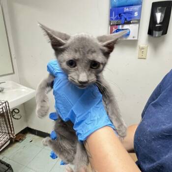 finny -  Domestic Short Hair Cat for Adoption in Philadelphia, Pennsylvania - Finny | PetCurious