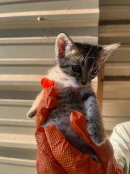 Rescue Domestic Short Hair Cats for Adoption in Fort Worth, Texas - Amalthea | PetCurious