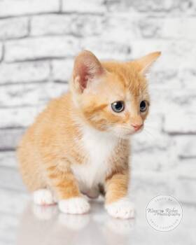 Lily -  Domestic Short Hair and Tabby Cat for Adoption in Tuscaloosa, Alabama - Lily | PetCurious