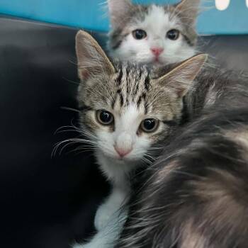 Teardrop Calls -  Domestic Medium Hair Cat for Adoption in Fredericksburg, Virginia - Teardrop Calls | PetCurious