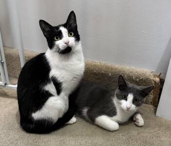 Rescue Domestic Short Hair Cats for Adoption in Philadelphia, Pennsylvania - Divi & Finra | PetCurious