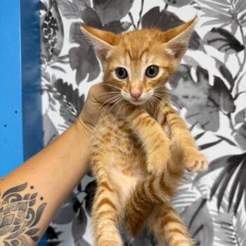 Cozmo -  Domestic Short Hair Cat Available for Adoption in Wahiawa, Hawaii - Cozmo | PetCurious