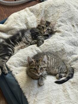 Domestic Short Hair Cats Available for Adoption in Lewisburg, Pennsylvania - Ace | PetCurious