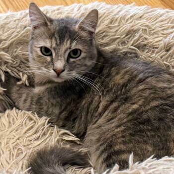 Rescue Domestic Short Hair Cats for Adoption in Morgan Hill, California - Pancake | PetCurious