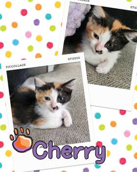 Cherry -  Calico Cat for Adoption in Pasco, Washington - Cherry | PetCurious