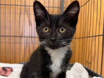 BITSIE -  Domestic Short Hair Cat for Adoption in Santa Rosa, California - BITSIE | PetCurious