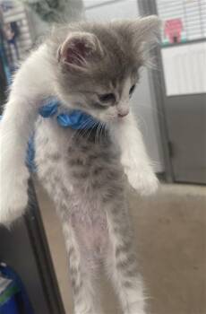 ABBIE -  Domestic Short Hair Cat for Adoption in Dallas, Texas - ABBIE | PetCurious
