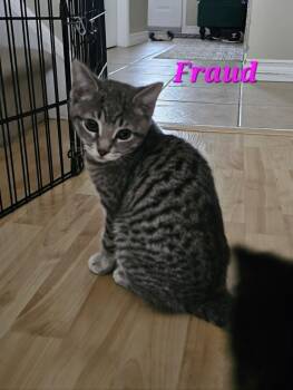 Domestic Short Hair Cats Available for Adoption in Kitchener, Ontario - Fraud | PetCurious