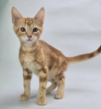 Oswald -  Domestic Short Hair Cat for Adoption in Sedalia, Colorado - Oswald | PetCurious
