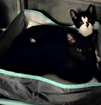 Rescue Domestic Short Hair Cats for Adoption in Abbotsford, British Columbia - Nike & Puma | PetCurious