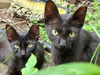 McNaughton-Twins -  Domestic Short Hair Cat for Adoption in New Braunfels, Texas - McNaughton-Twins | PetCurious